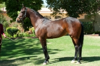 Picture of bay Marwari mare at Rohet Garh, India