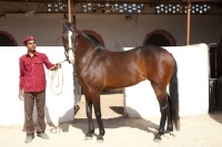 Picture of bay Marwari mare near her stable at Rohet Garh, India