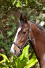 Picture of bay marwari mare portrait