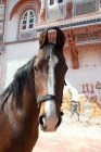 Picture of bay marwari portrait, at rohet garh India