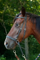 Picture of bay Quarter horse profile