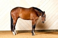 Picture of Bay Quarter Horse standing in indoor arena.