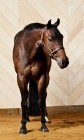 Picture of Bay Quarter Horse standing looking into camera