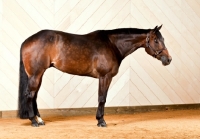 Picture of Bay Quarter Horse standing.