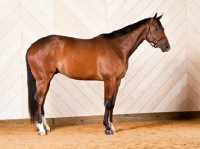 Picture of Bay Quarter Horse 