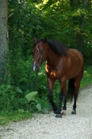 Picture of bay Quarter horse 