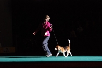 Picture of Beagle at show