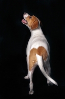 Picture of Beagle, back view