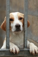 Picture of Beagle behind fence