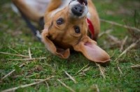 Picture of beagle belly up with a funny expression