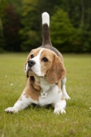 Picture of Beagle bowing down