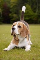 Picture of Beagle bowing