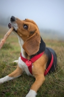Picture of Beagle chewing on a stick in a grass field