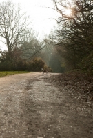 Picture of Beagle dog looking at camera from a distance in the park