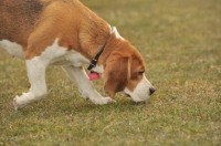 Picture of Beagle dog sniffing grass and walking