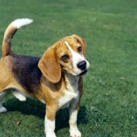 Picture of beagle, forequarters, looking up with hope