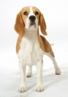 Picture of beagle, front view on white background