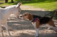 Picture of beagle going nose to nose with a Saanen goat kid