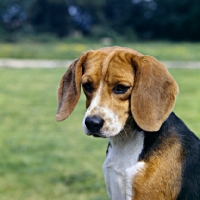 Picture of beagle head portrait