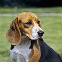 Picture of beagle head portrait