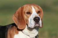 Picture of Beagle, head study