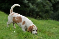Picture of beagle hunting, 
