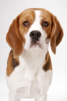 Picture of Beagle in studio