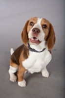 Picture of Beagle looking at camera