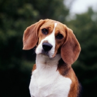 Picture of beagle looking at camera