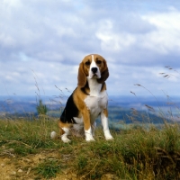 Picture of beagle looking at camera