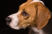 Picture of Beagle, looking away