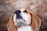 Picture of Beagle looking up, portrait
