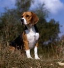 Picture of beagle looking very confident