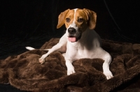 Picture of Beagle lying down on rug