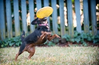 Picture of beagle mix catching frisbee