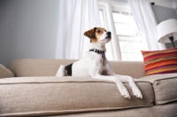 Picture of Beagle Mix laying on couch, shot from below.