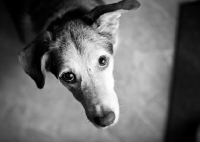 Picture of Beagle Mix looking up at camera.