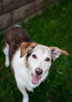 Picture of Beagle Mix looking up at camera on grass.