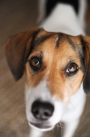 Picture of Beagle Mix looking up at camera.