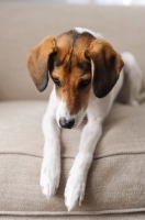 Picture of Beagle Mix lying on couch, looking down.