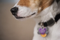 Picture of Beagle Mix nose and muzzle, close up.