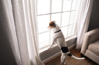 Picture of Beagle Mix on hind legs, looking out window.