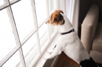 Picture of Beagle Mix on hind legs, looking out window.