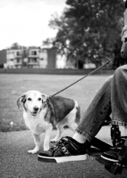 Picture of Beagle Mix on leash next to owner's feet in wheelchair.