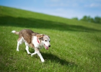 Picture of Beagle Mix running down grassy hill.