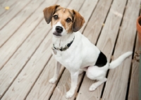 Picture of Beagle Mix sitting on deck, looking up at camera.