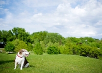 Picture of Beagle Mix sitting on grass