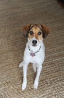 Picture of Beagle Mix sitting on rug.