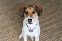 Picture of Beagle Mix sitting on rug.