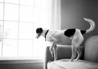 Picture of Beagle Mix standing on couch, looking out window.